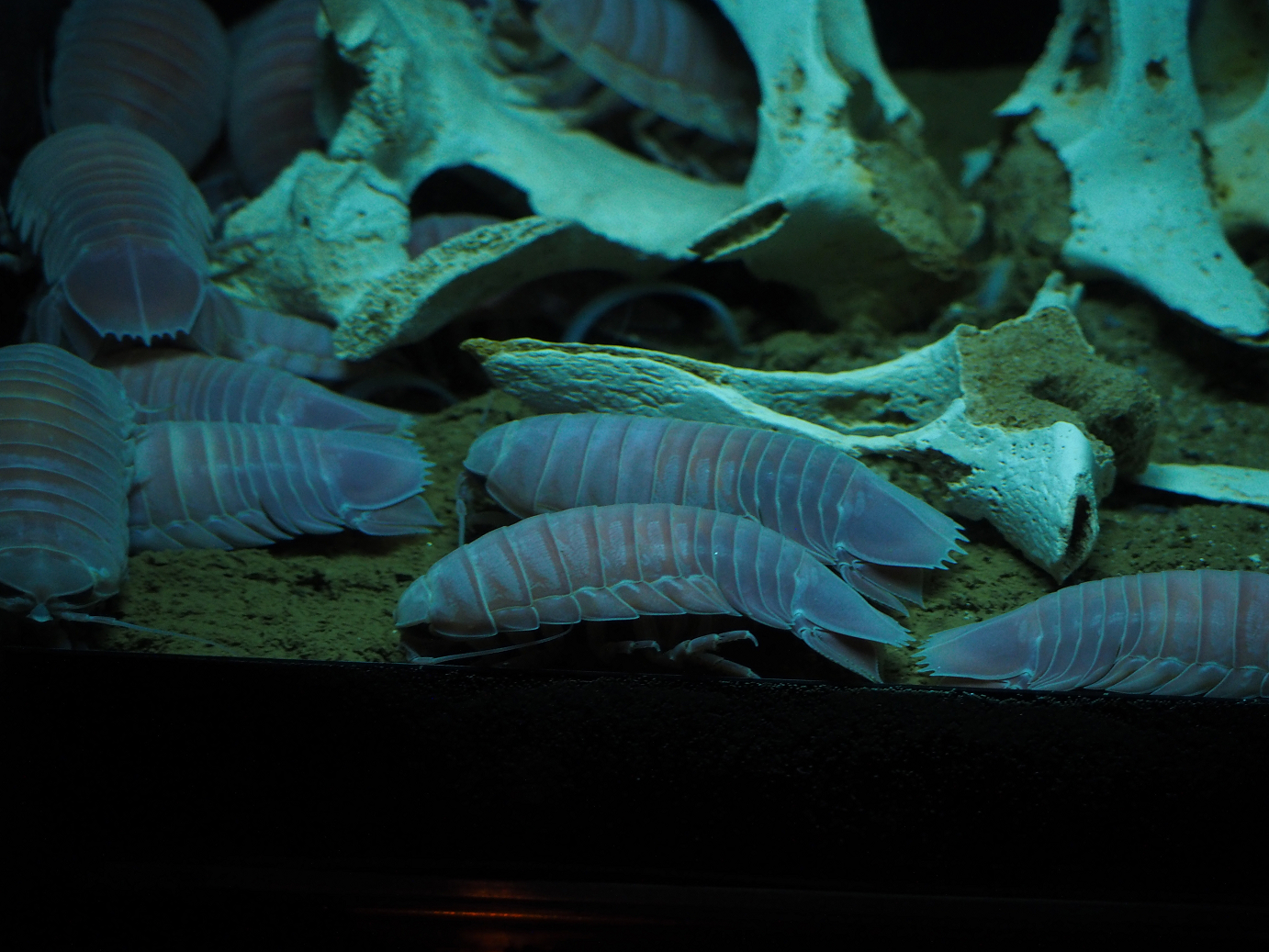 P1210145.jpg