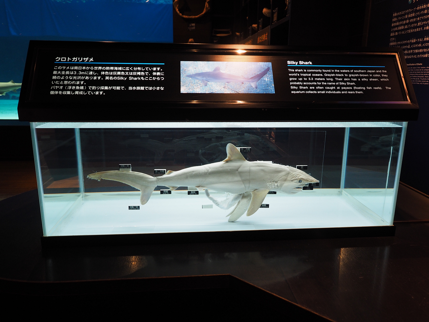 P1210247.jpg