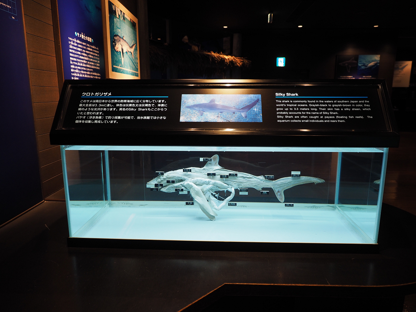P1210251.jpg
