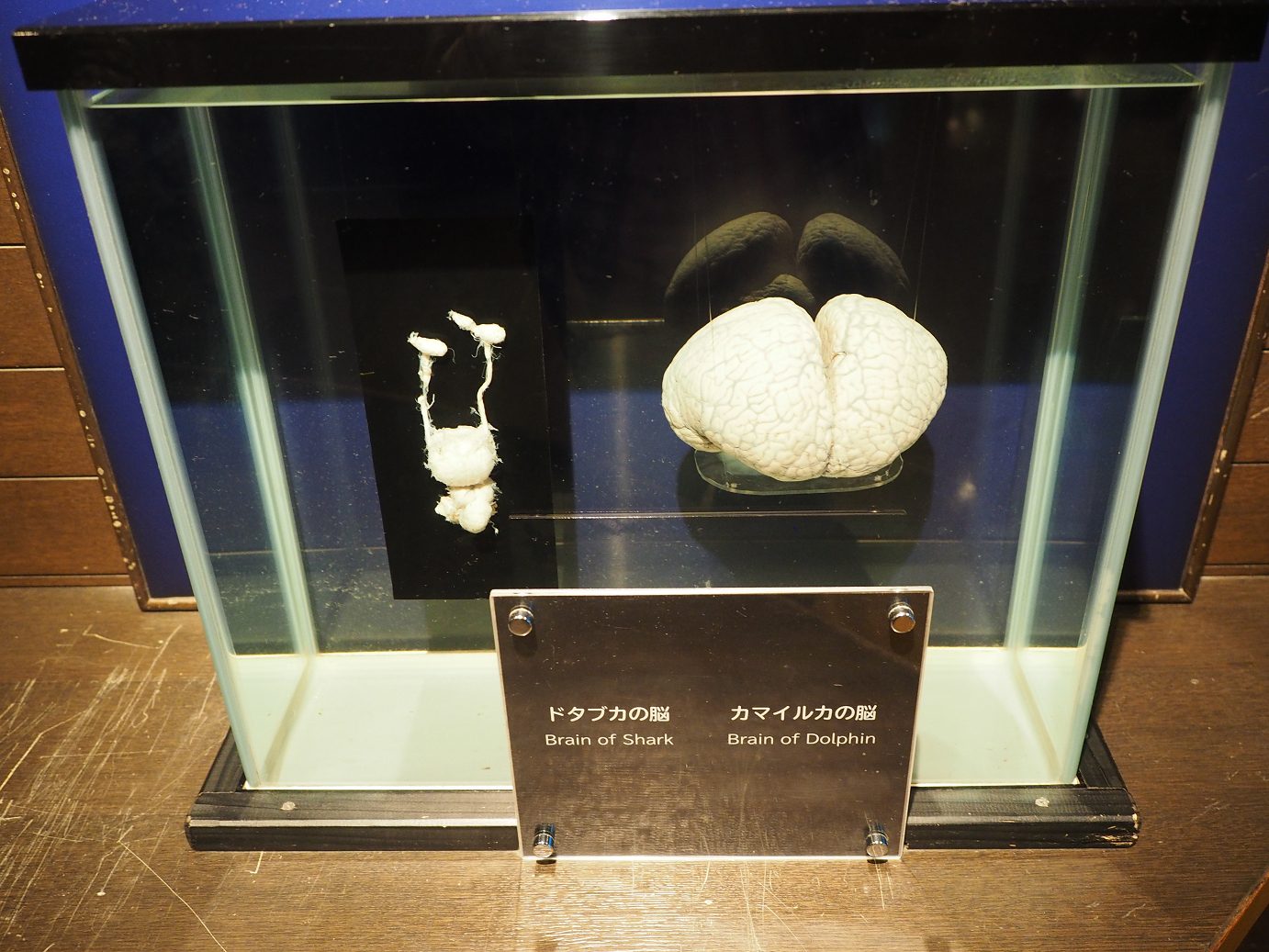 P1210267.jpg