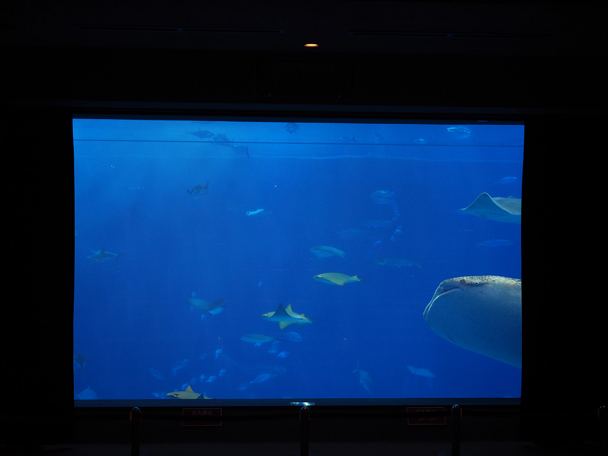 P1210299.jpg