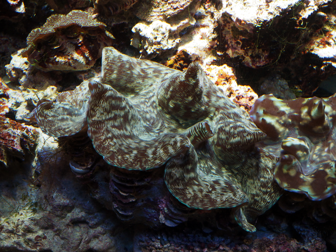P1210394.jpg