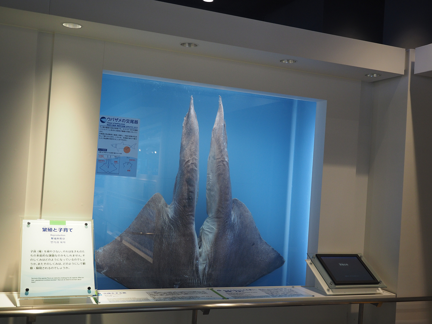 P1210520.jpg