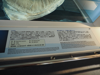 P1210522_thumb.png