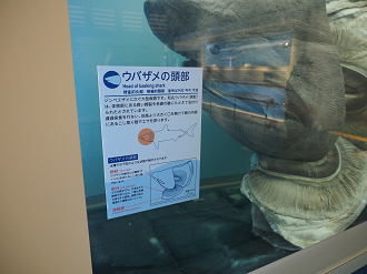 P1210524_thumb.png