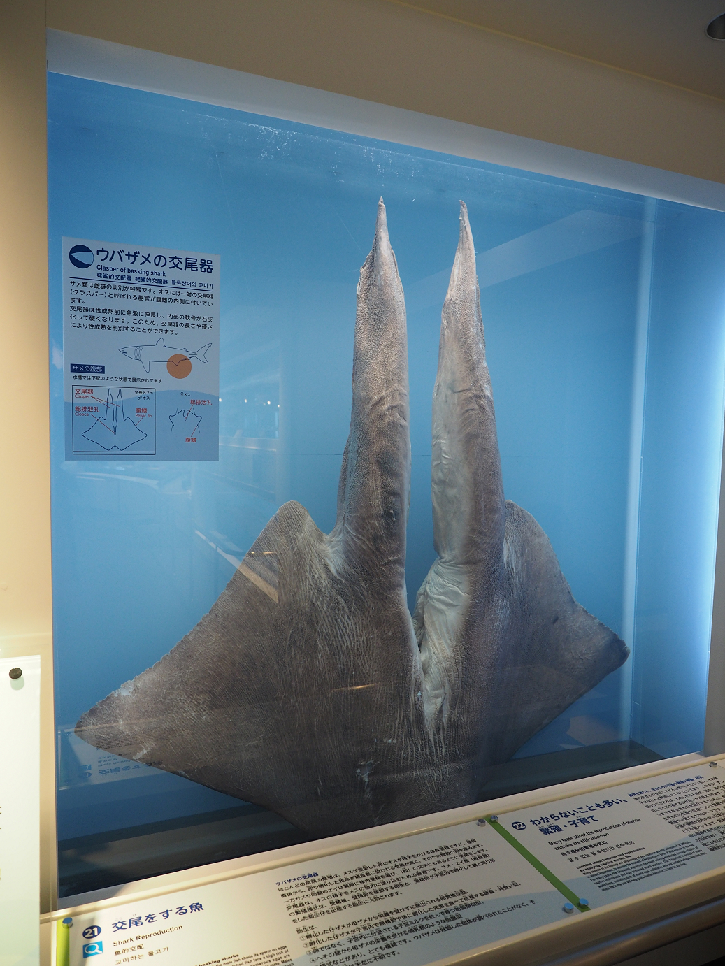 P1210526.jpg