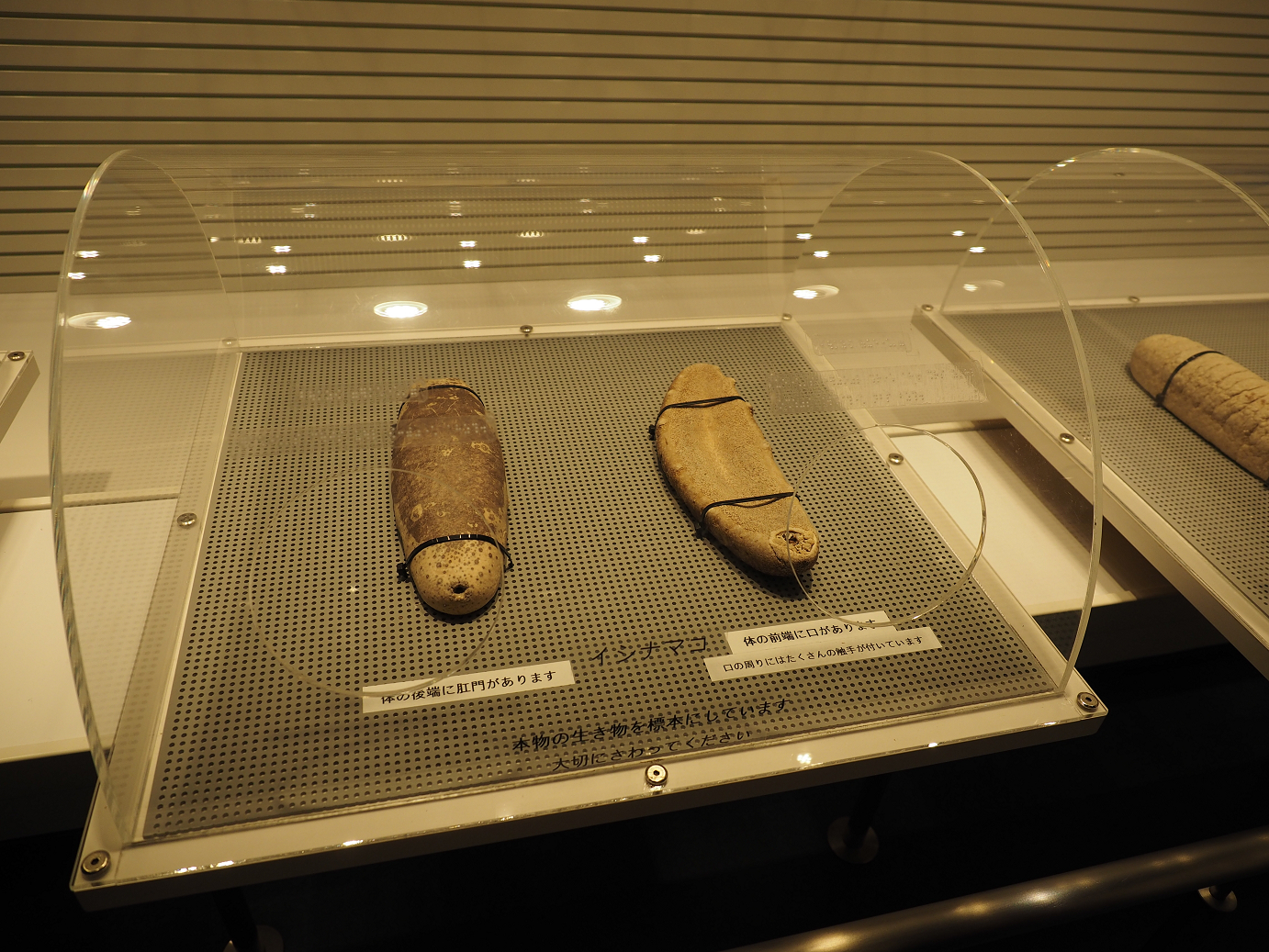 P1210543.jpg