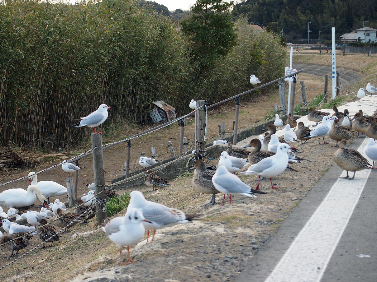 P2203617.jpg