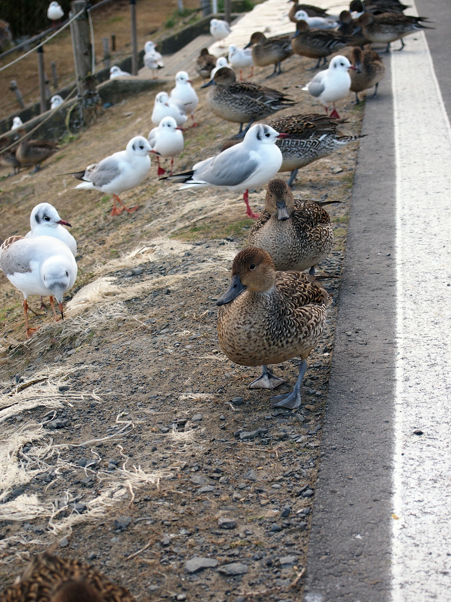 P2203618.jpg