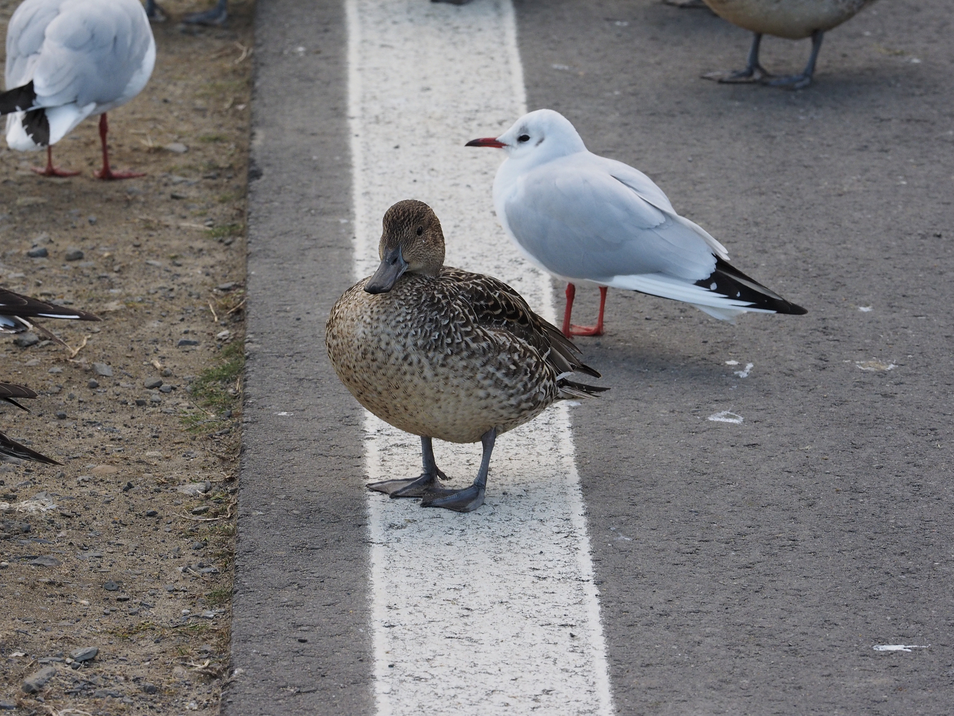 P2203676.jpg