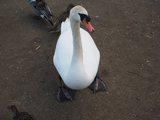 P2203691_thumb.png