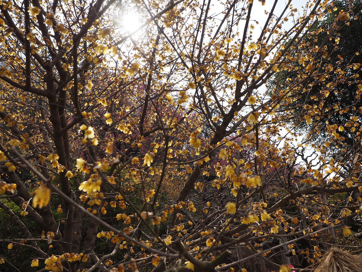 P2214177.jpg