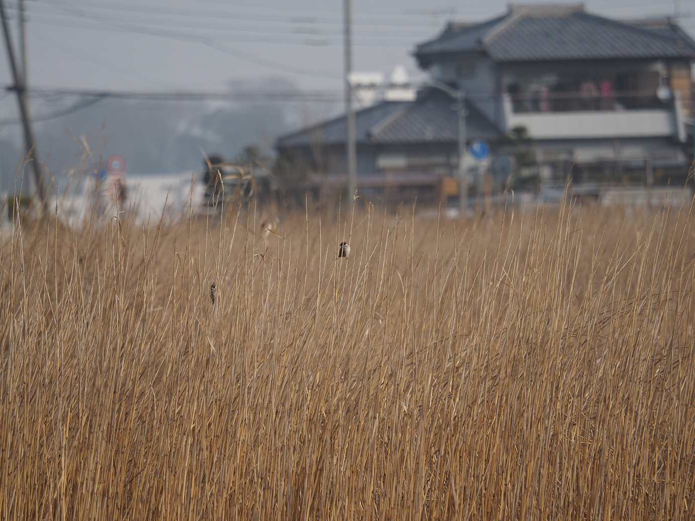 P2234431.jpg