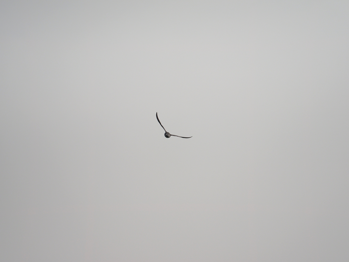 P2234481.jpg