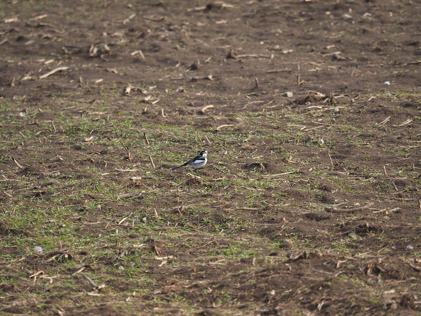 P2234483.jpg