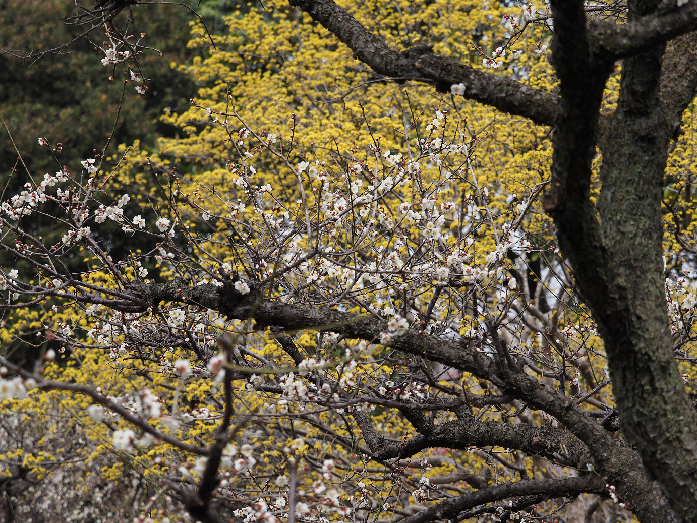 P3144865.jpg