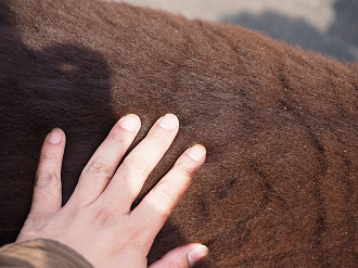 P3145024_thumb.png
