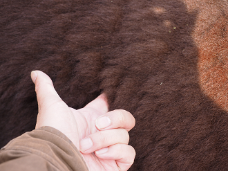 P3145026_thumb.png