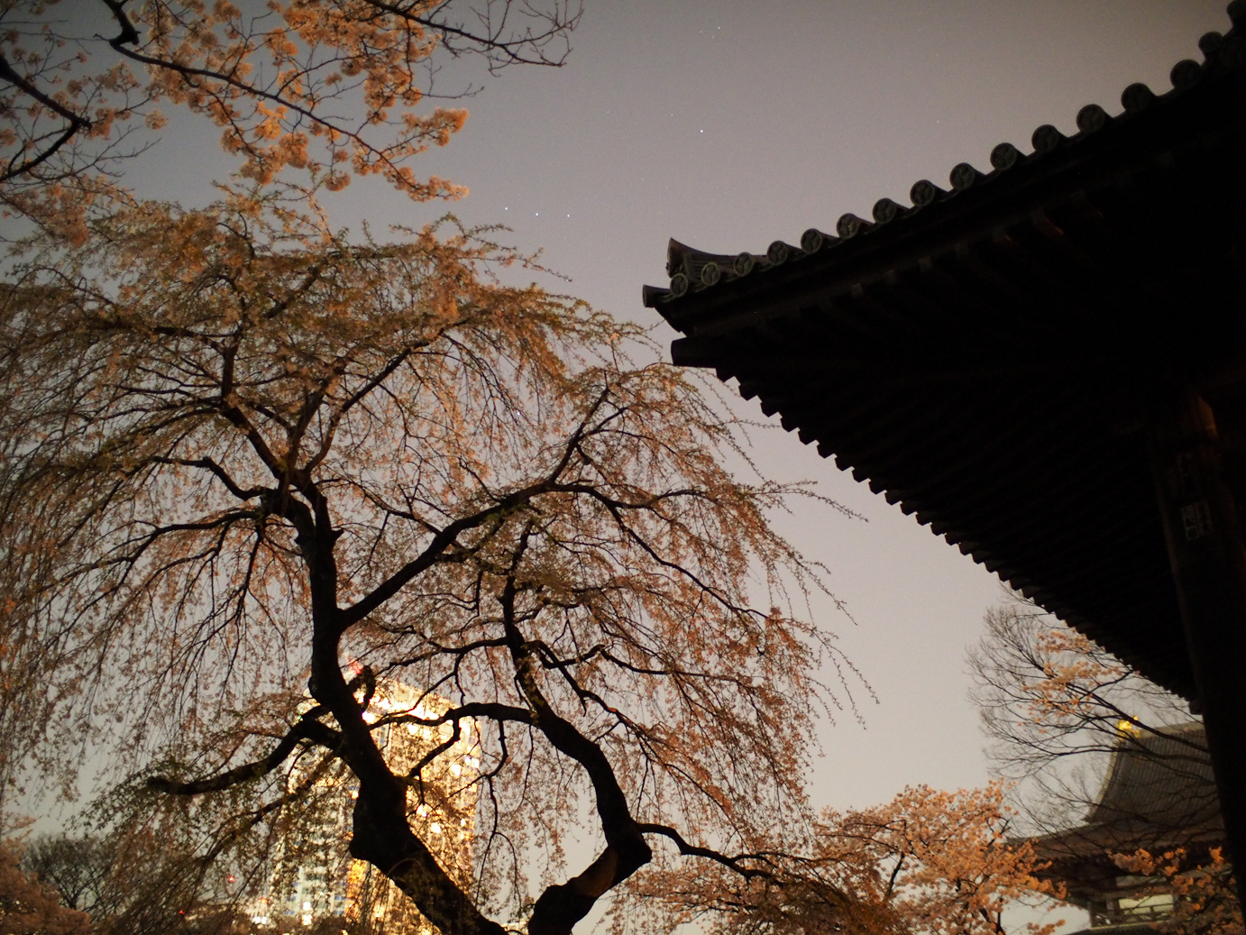 P3305417.jpg