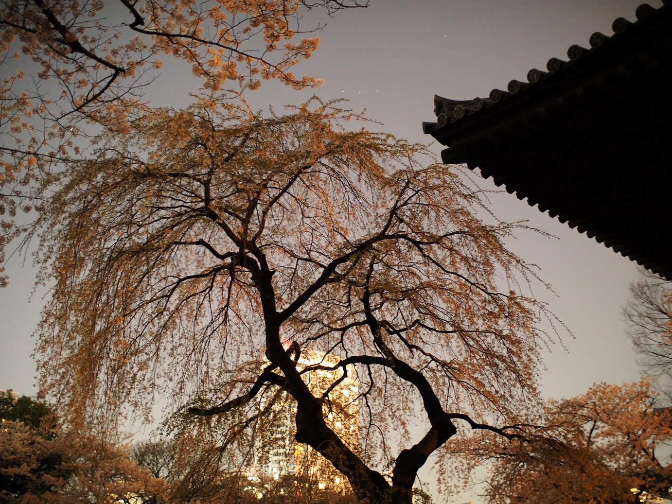 P3305418.jpg
