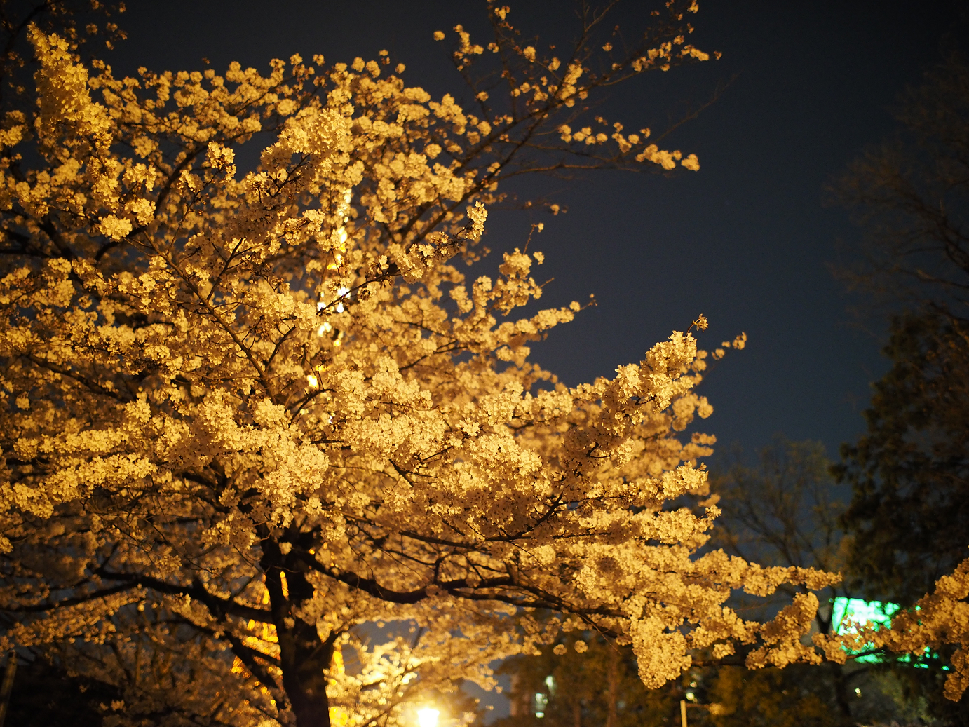 P3305430.jpg