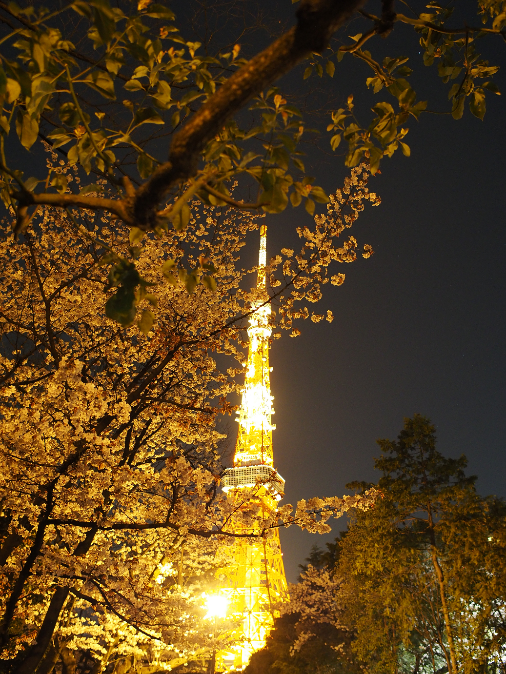 P3305460.jpg