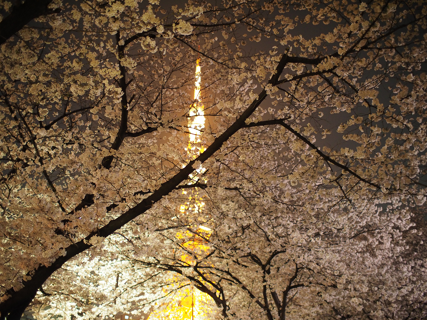 P3305584.jpg