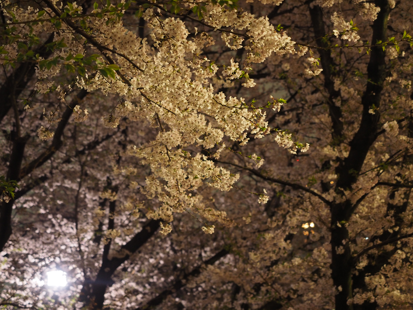 P4015652.jpg