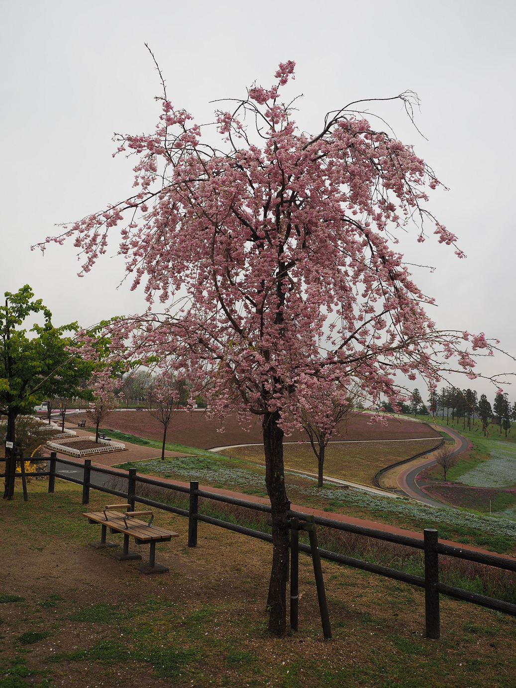 P4085937.jpg