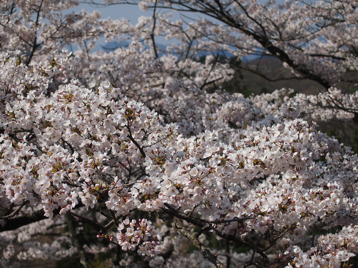 P4163750.jpg