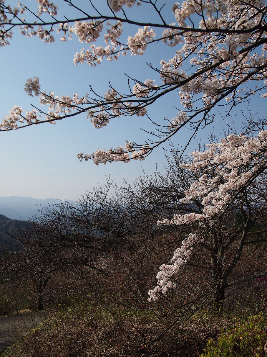 P4163753.jpg