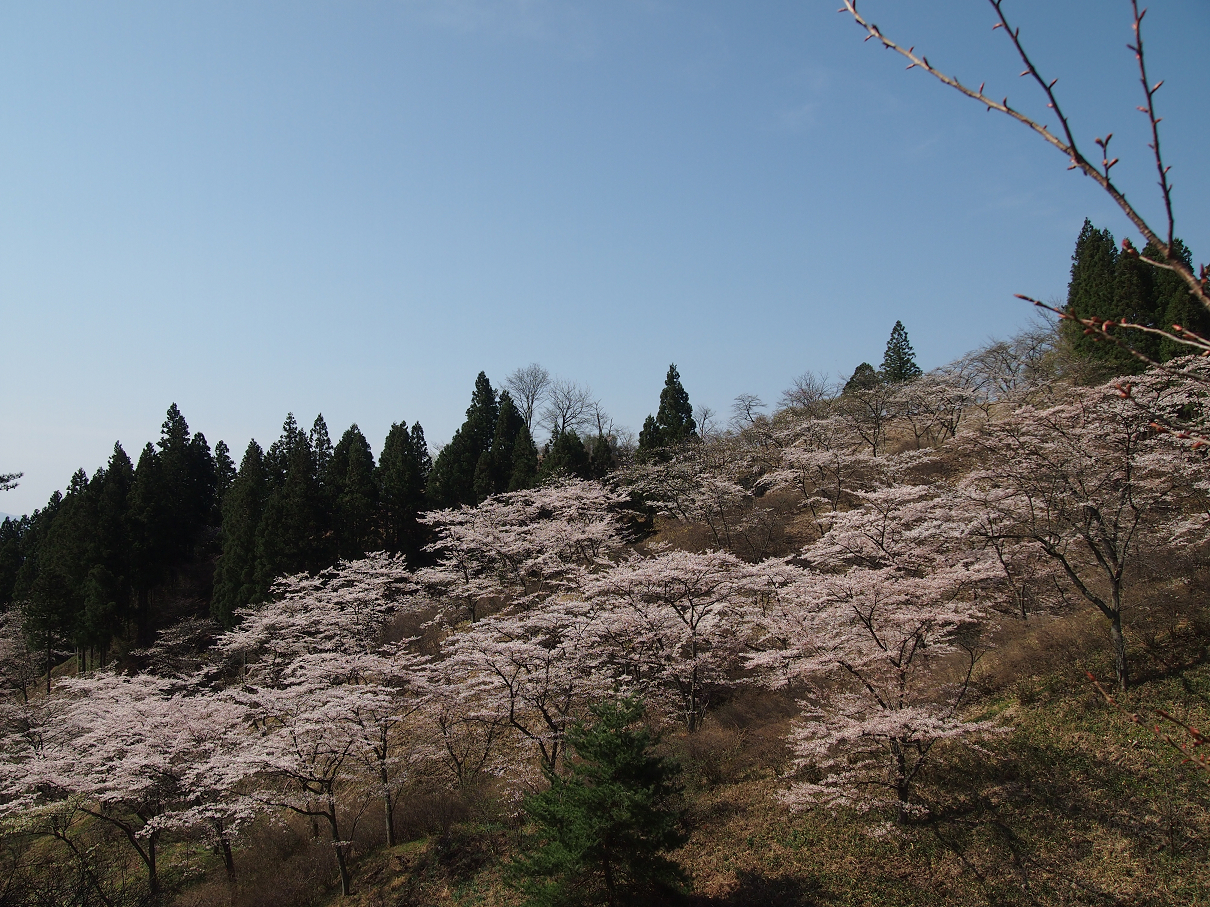 P4163762.jpg