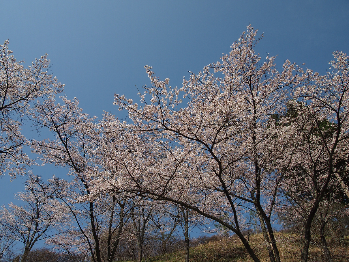 P4163770.jpg