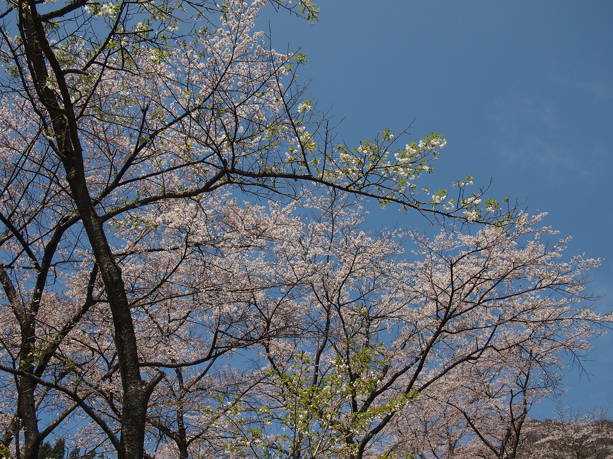 P4163773.jpg