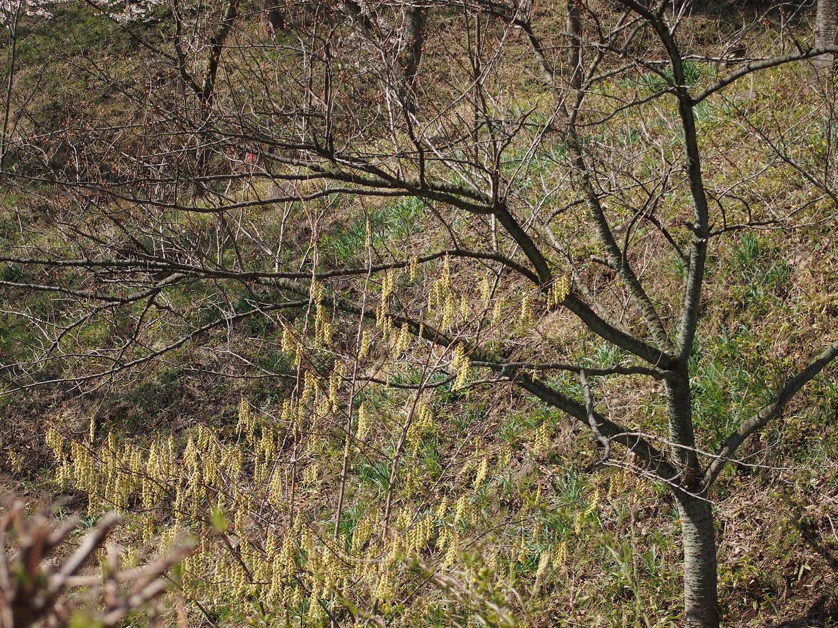 P4163775.jpg