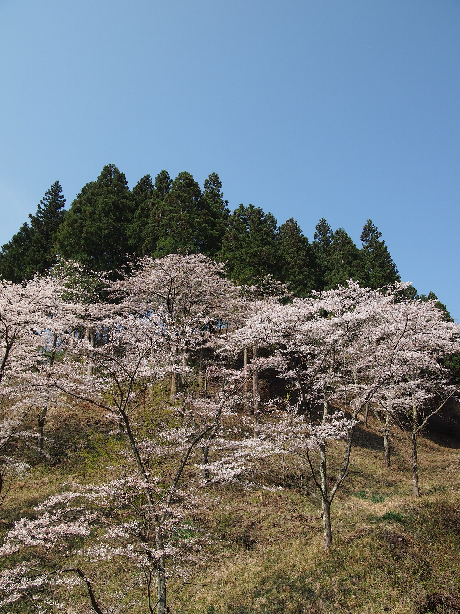 P4163781.jpg
