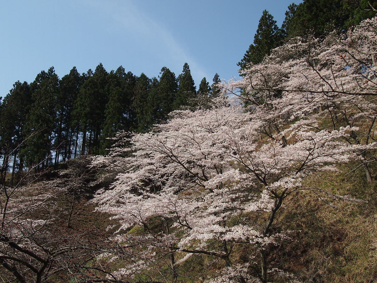 P4163783.jpg