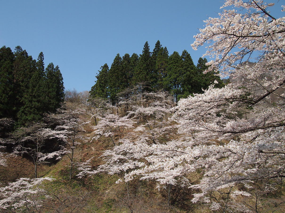 P4163787.jpg
