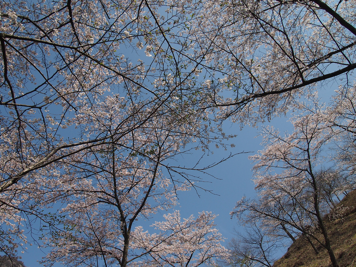 P4163789.jpg