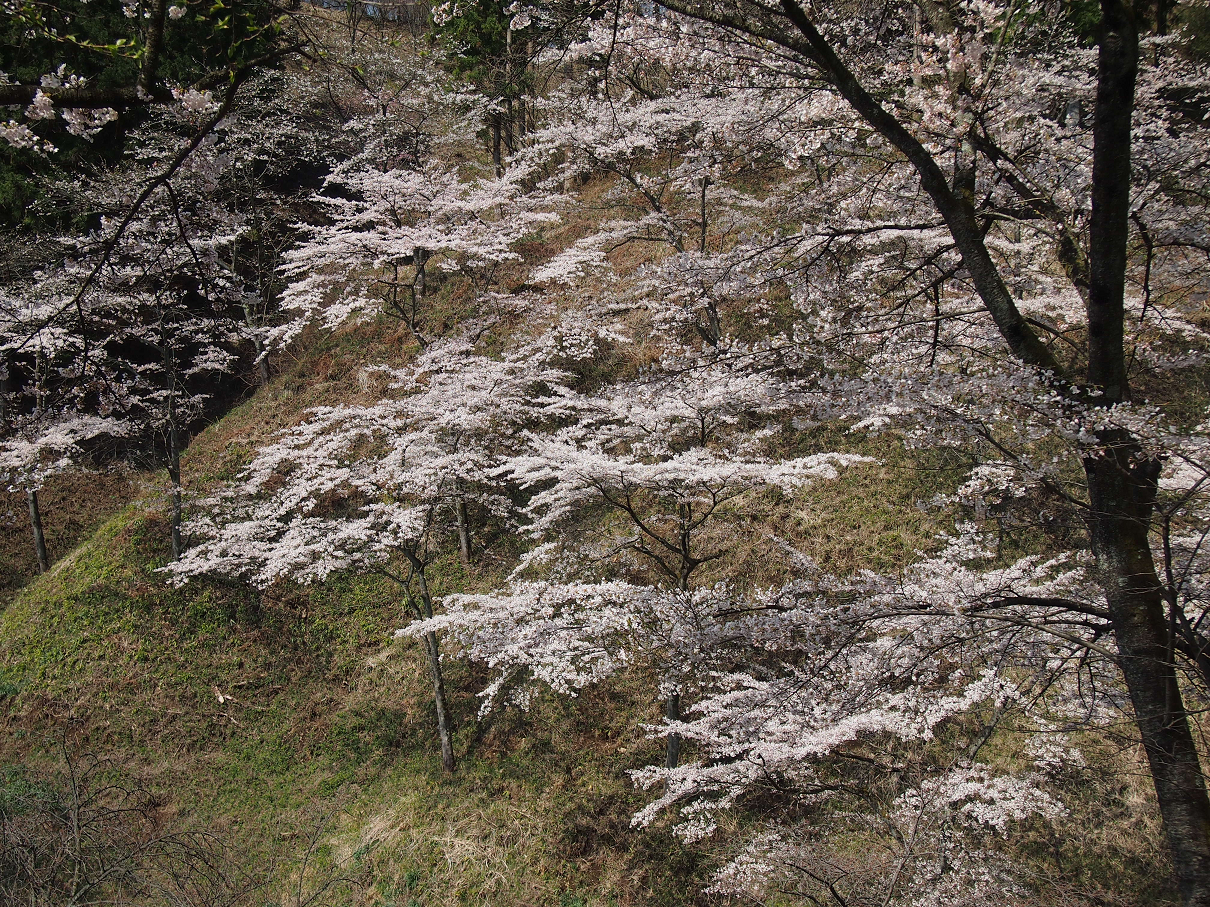 P4163793.jpg