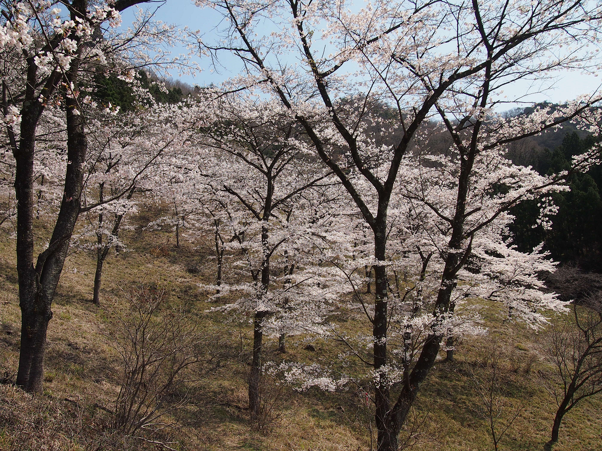 P4163799.jpg