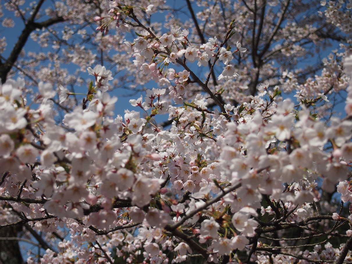 P4163801.jpg