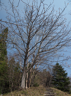 P4163813_thumb.png