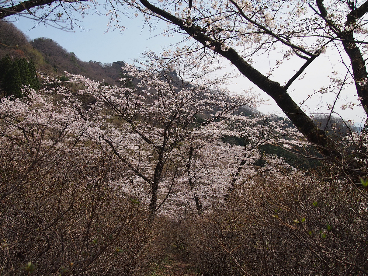 P4163824.jpg