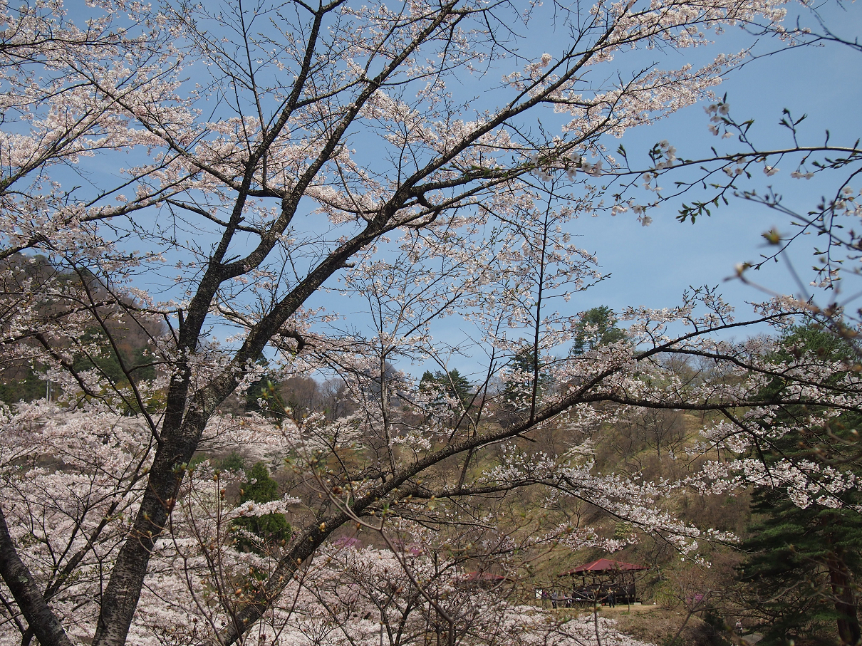 P4163826.jpg