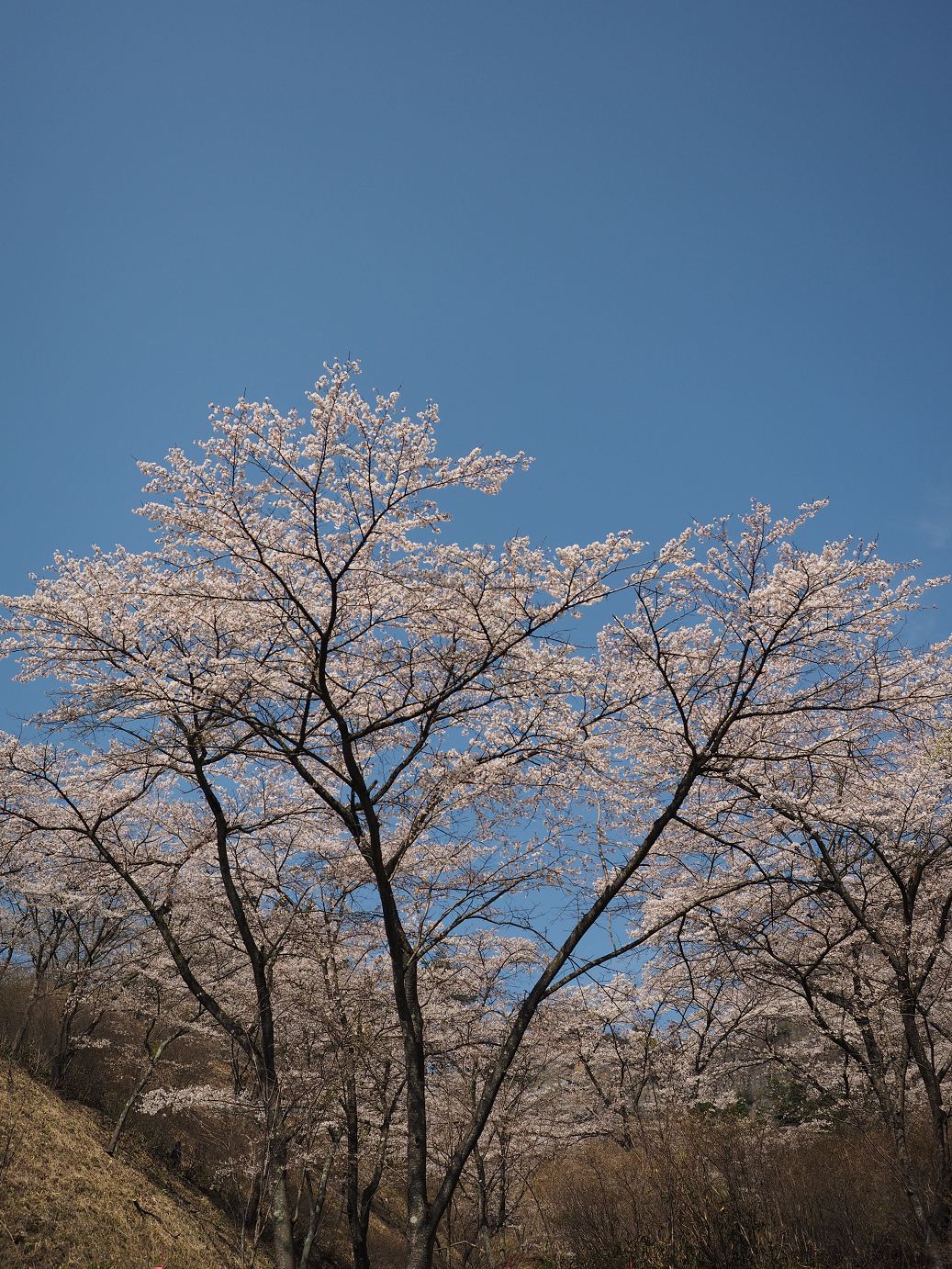 P4166184.jpg