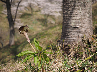 P4166332_thumb.png