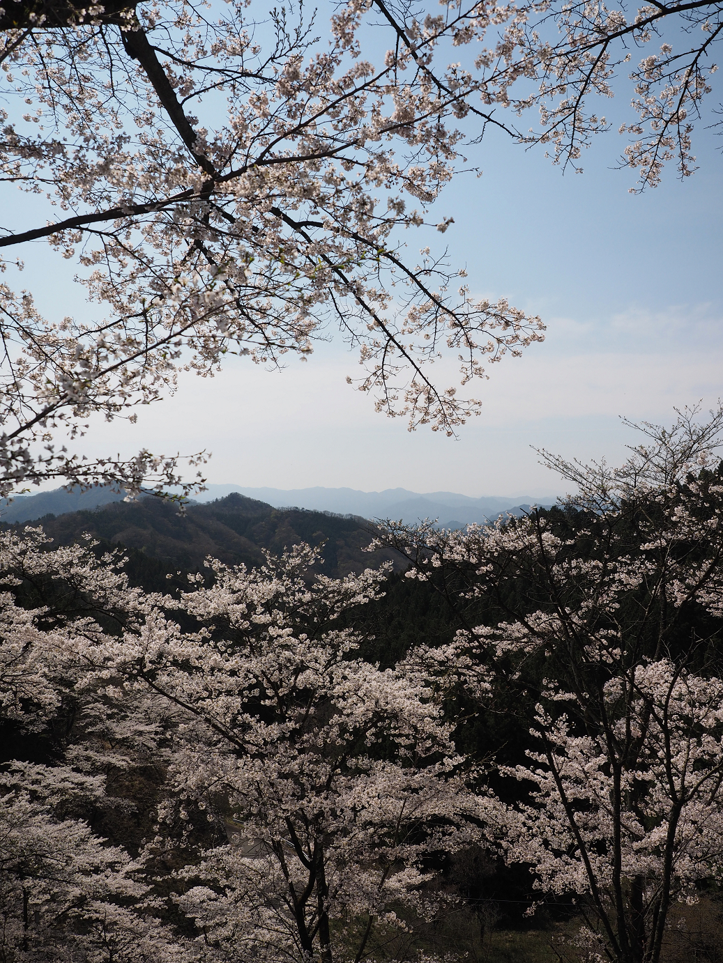 P4166375.jpg