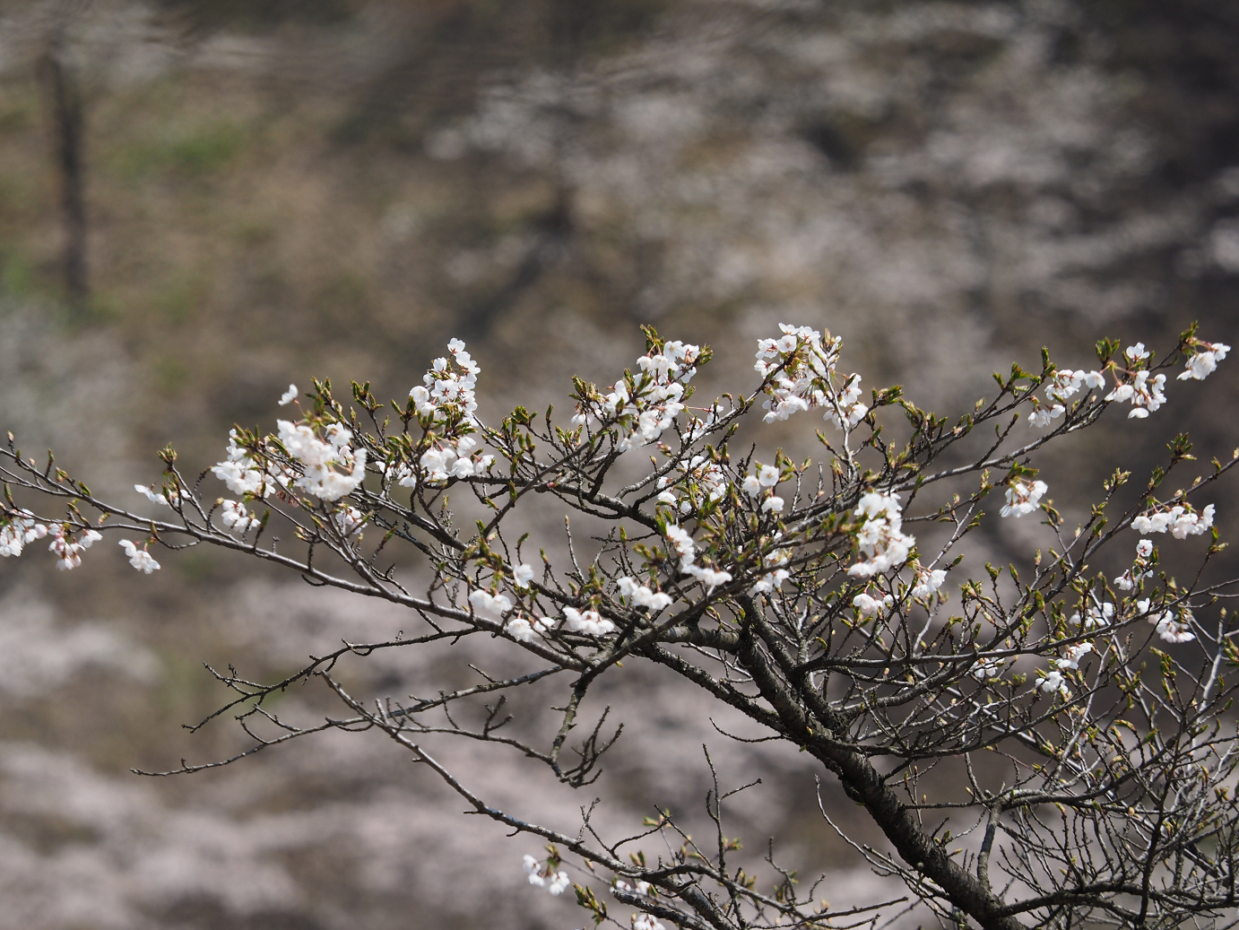 P4166432.jpg