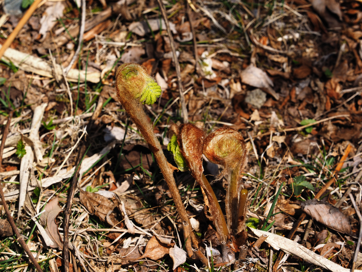 P4166437.jpg